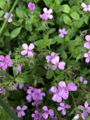 Saponaria