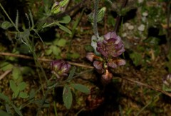 Trifolium grandiflorum