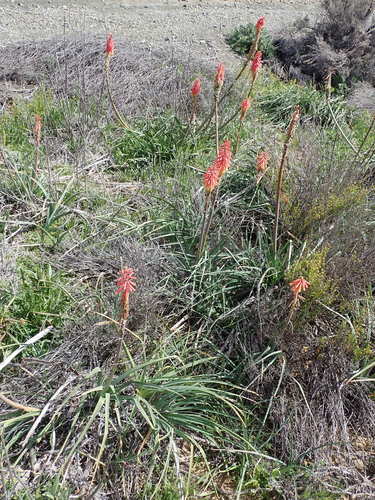 Image of Kniphofia sarmentosa by no rights reserved