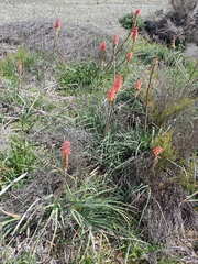 Kniphofia sarmentosa