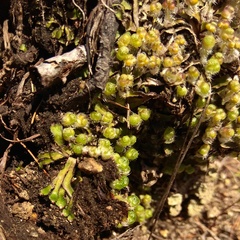 Mannia fragrans