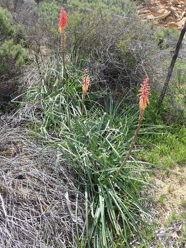Image of Kniphofia sarmentosa by no rights reserved