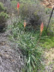 Kniphofia sarmentosa