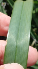 Kniphofia sarmentosa