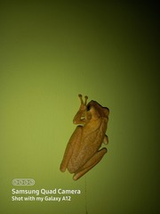 Polypedates cruciger