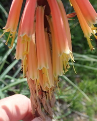 Kniphofia sarmentosa