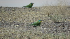 Merops persicus