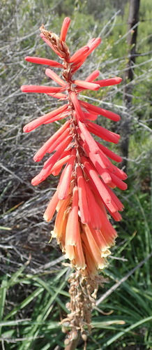 Image of Kniphofia sarmentosa by no rights reserved