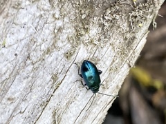 Alticina