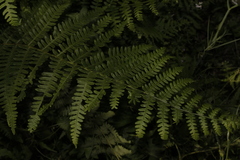 Pteridium aquilinum aquilinum