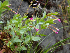 Epilobium glaberrimum