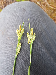 Carex garberi