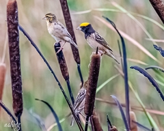 Ploceus benghalensis