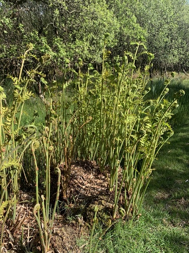 European royal fern