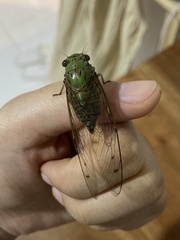Orientopsaltria fuliginosa