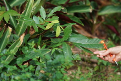 Dimocarpus longan