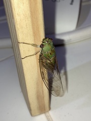 Orientopsaltria fuliginosa