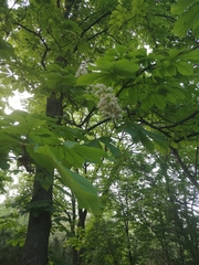 Aesculus hippocastanum