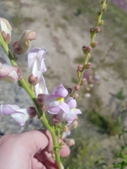 Antirrhinum