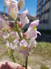Antirrhinum