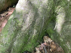 Sphodros abboti