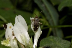 Closterotomus annulus