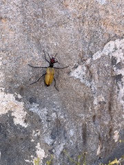 Tegrodera erosa