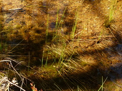 Juncus balticus ater