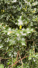 Ilex aquifolium