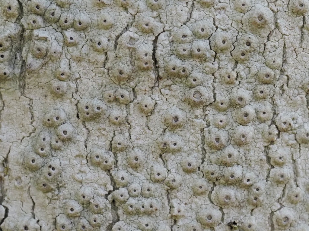Ocellularia