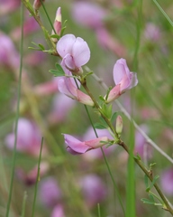 Chamaecytisus purpureus