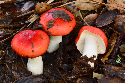 Winter Russula