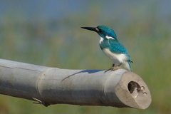 Alcedo coerulescens