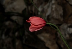 Papaver dubium lecoqii
