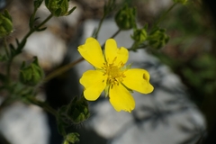 Potentilla hirta