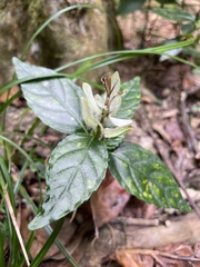 Hemigraphis cumingiana