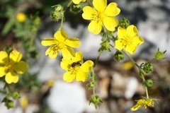 Potentilla hirta