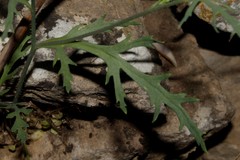 Papaver dubium lecoqii