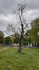 Elaeagnus angustifolia