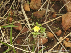 Crocanthemum glomeratum