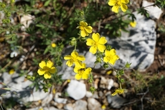Potentilla hirta