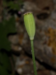 Papaver dubium lecoqii