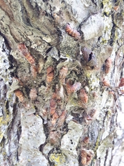 Lymantria dispar dispar