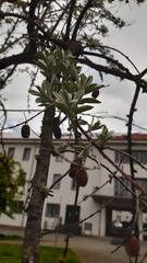 Elaeagnus angustifolia