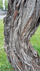 Elaeagnus angustifolia