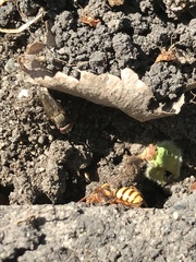 Nomada