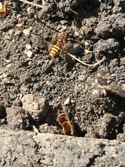 Nomada