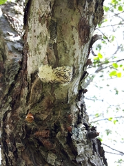 Lymantria dispar dispar