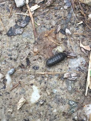 Armadillidium opacum