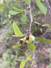 Crataegus spathulata